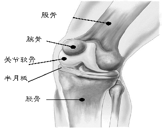 运动锻炼——骨性关节炎的利与弊?643.png 运动锻炼——骨性关节炎的利与弊?643.png